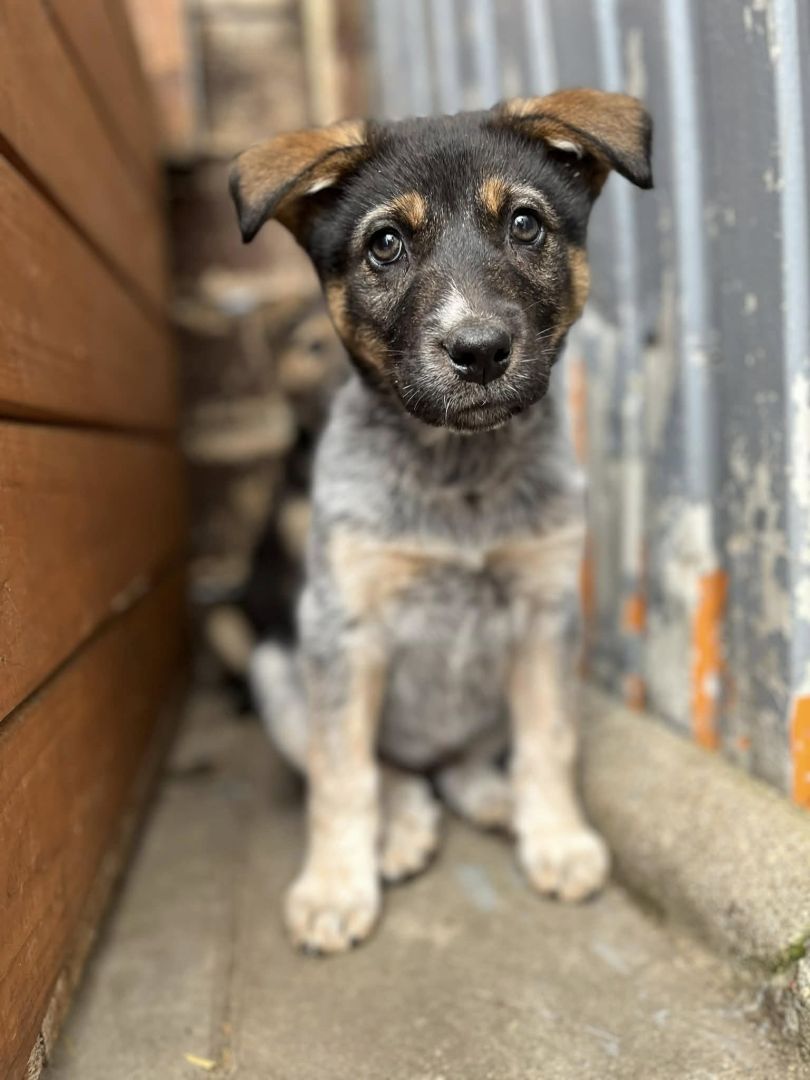 Pyza - słodka, 8 tygodniowa sunia szczeniak szuka domu  - Zdjęcie 1