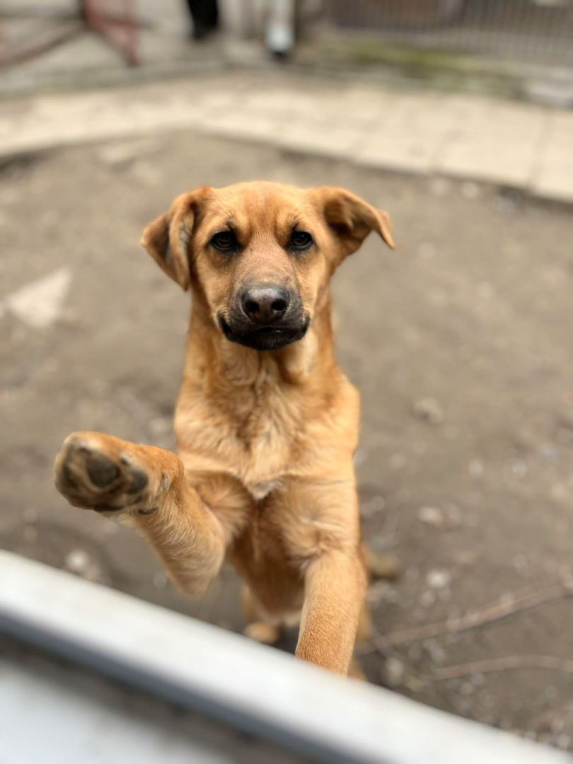 Elois - 6 miesięczna, przyjazna sunia SZCZENIAK  - Zdjęcie 1