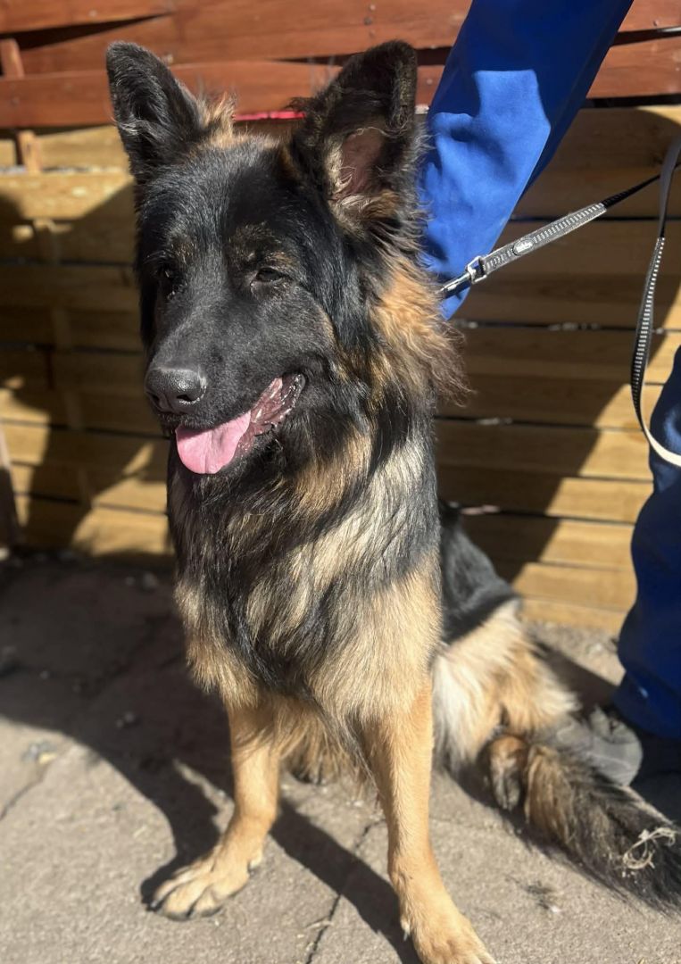 Max - roczny, domowy, wychowany owczarek  - Zdjęcie 1