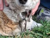 Brylant - niewielki, domowy psiak szuka domu!