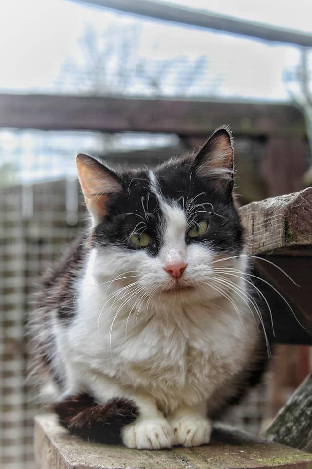 Furka - kotolubna kotka, spokojna, nieśmiała  - Zdjęcie 1