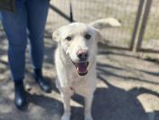 Rodzinny, inteligentny psiak szuka domu!