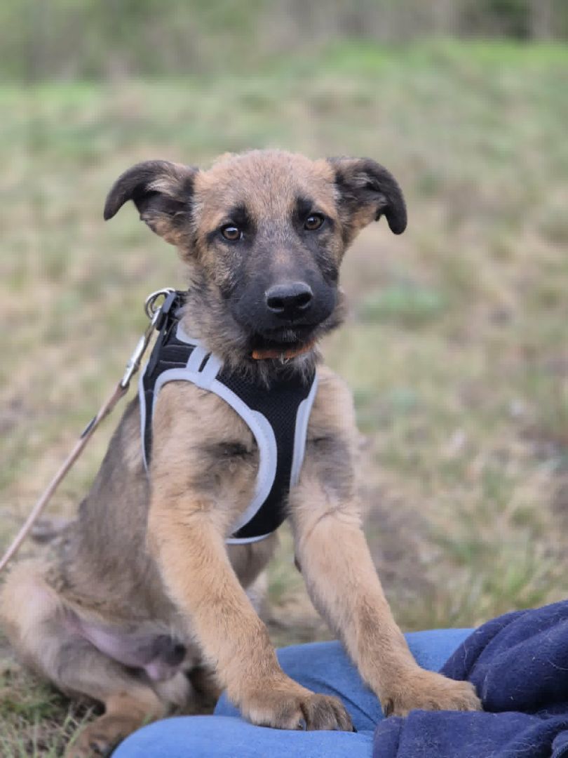 Melek - trzymiesięczny, nieśmiały SZCZENIAK adopcja  - Zdjęcie 1