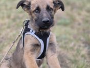 Melek - trzymiesięczny, nieśmiały SZCZENIAK adopcja